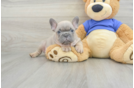 French Bulldog Pup Being Cute