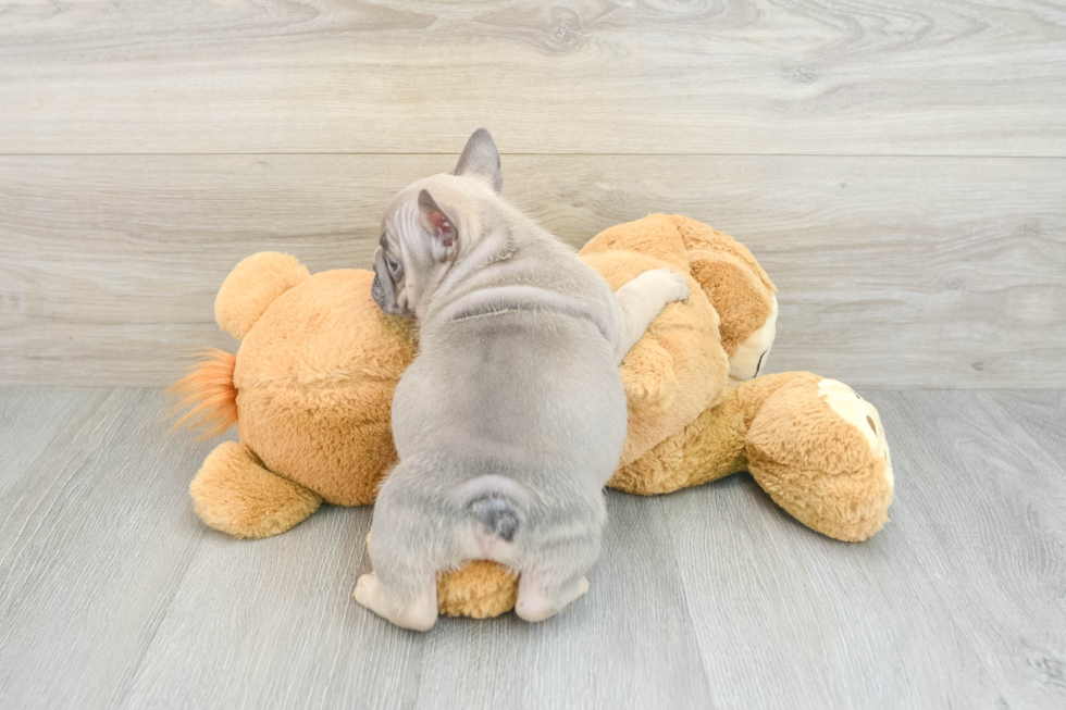 Little French Bulldog Purebred Pup