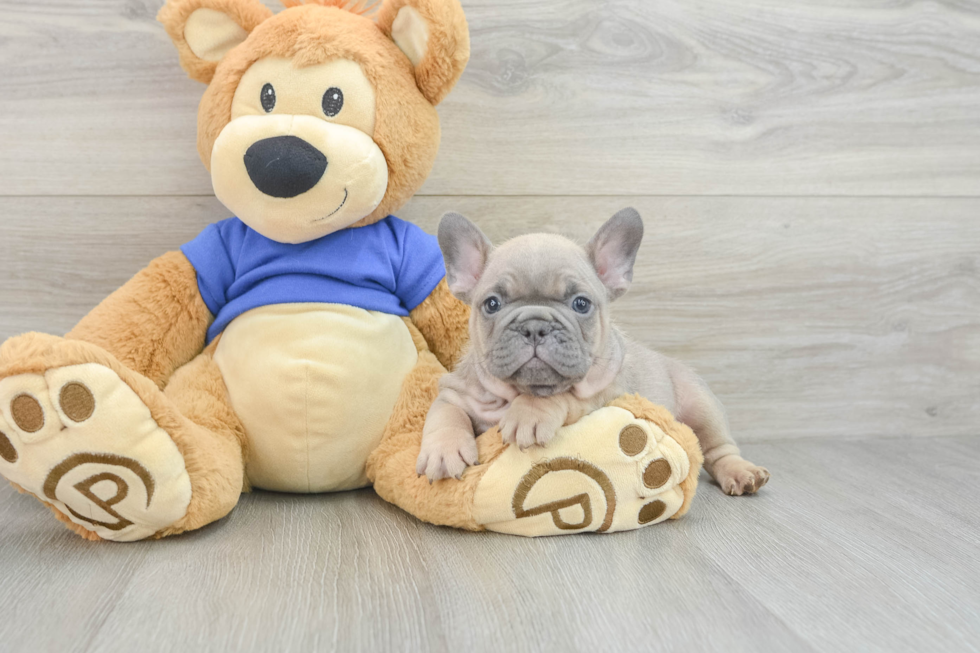 Akc Registered French Bulldog Purebred Pup