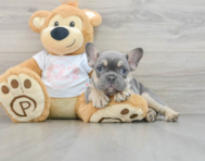 8 week old French Bulldog Puppy For Sale - Simply Southern Pups