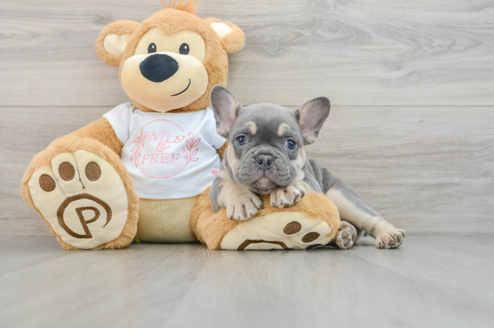 7 week old French Bulldog Puppy For Sale - Simply Southern Pups