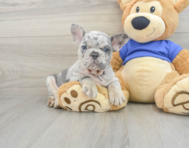 8 week old French Bulldog Puppy For Sale - Simply Southern Pups