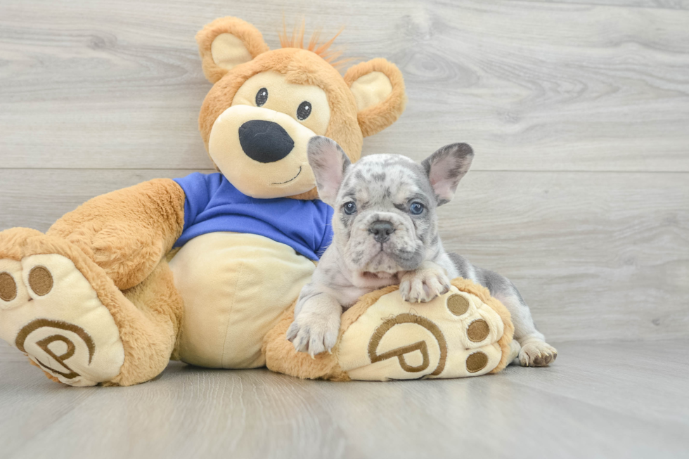 French Bulldog Puppy for Adoption