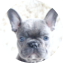 French Bulldog Puppy For Sale - Simply Southern Pups