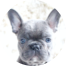 French Bulldog Puppies For Sale - Simply Southern Pups