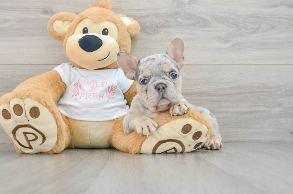 7 week old French Bulldog Puppy For Sale - Simply Southern Pups