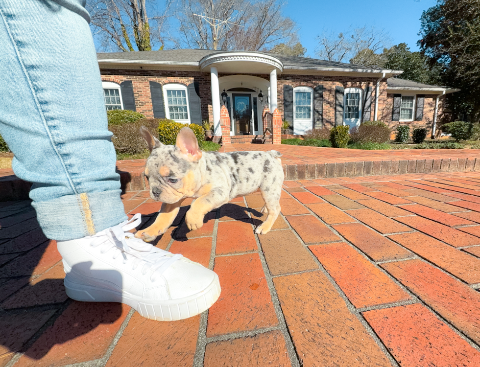 Cute French Bulldog Purebred Pup