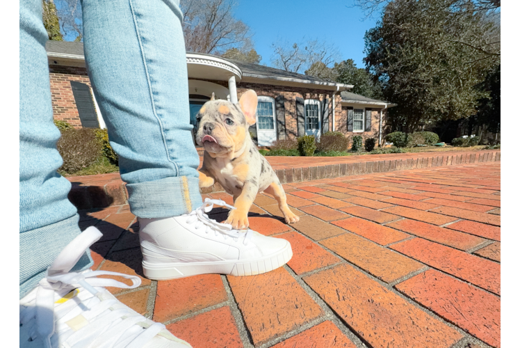 French Bulldog Puppy for Adoption
