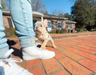 13 week old French Bulldog Puppy For Sale - Simply Southern Pups