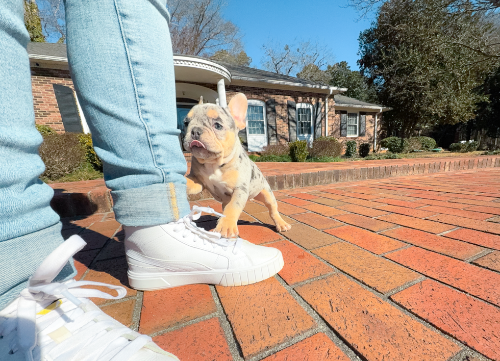 French Bulldog Puppy for Adoption