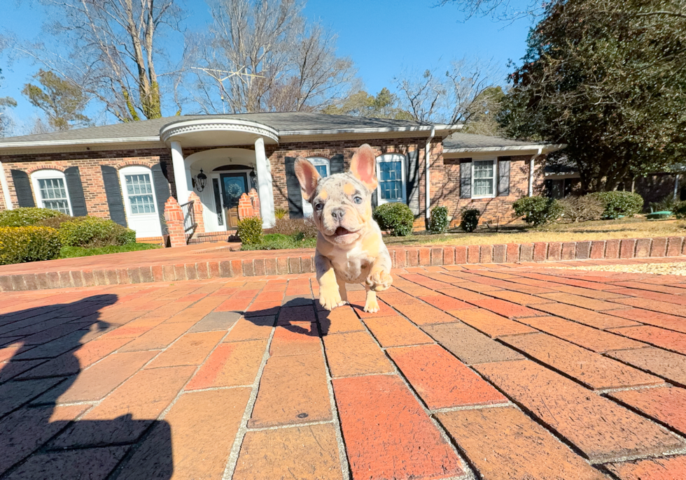 Cute French Bulldog Baby