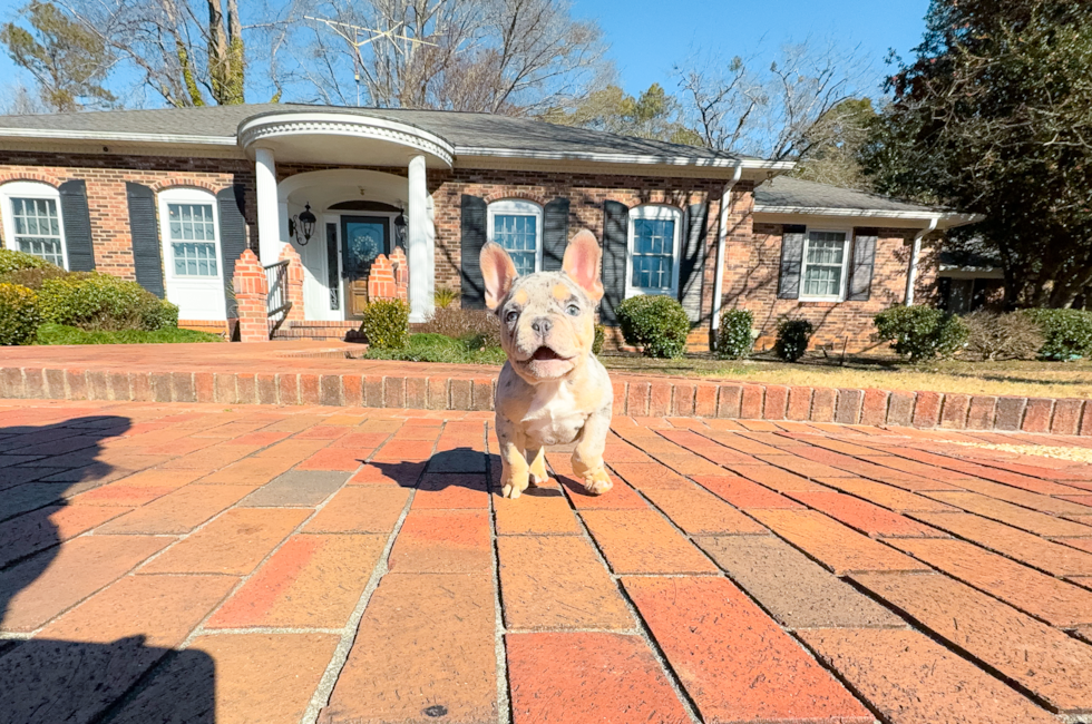 11 week old French Bulldog Puppy For Sale - Simply Southern Pups