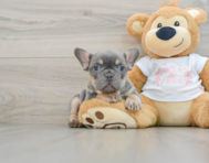 8 week old French Bulldog Puppy For Sale - Simply Southern Pups