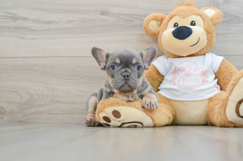 7 week old French Bulldog Puppy For Sale - Simply Southern Pups