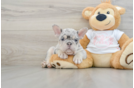 Petite Frenchie Purebred Puppy