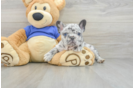 Best French Bulldog Baby