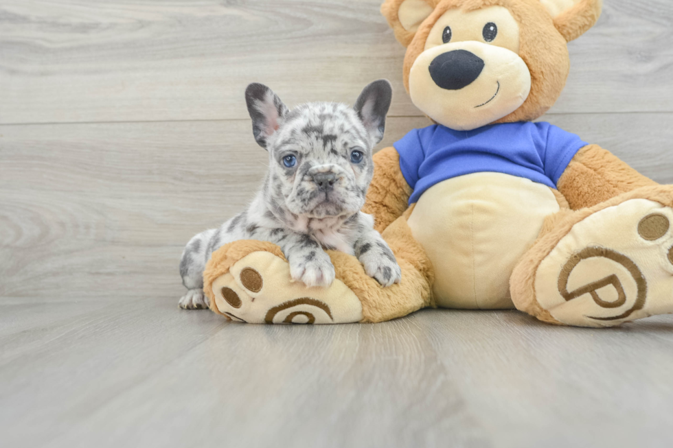 Best French Bulldog Baby