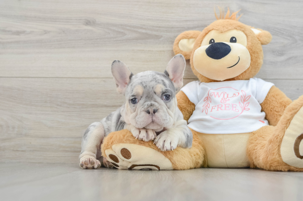 7 week old French Bulldog Puppy For Sale - Simply Southern Pups