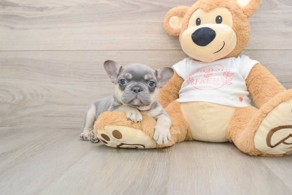 Popular French Bulldog Purebred Pup