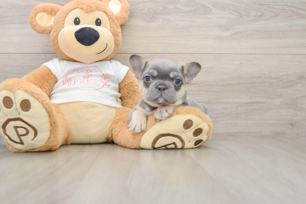 French Bulldog Pup Being Cute