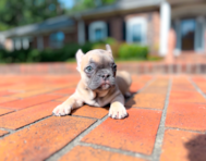 9 week old French Bulldog Puppy For Sale - Simply Southern Pups