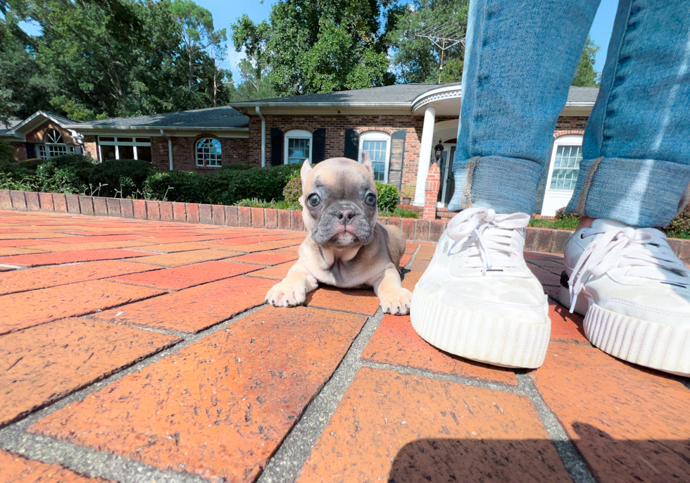 French Bulldog Puppy for Adoption