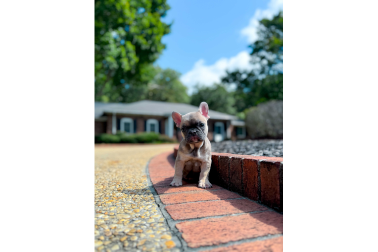 Cute French Bulldog Purebred Pup