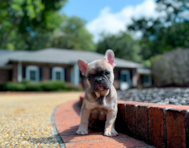 9 week old French Bulldog Puppy For Sale - Simply Southern Pups