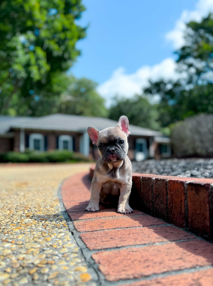 Cute French Bulldog Purebred Pup