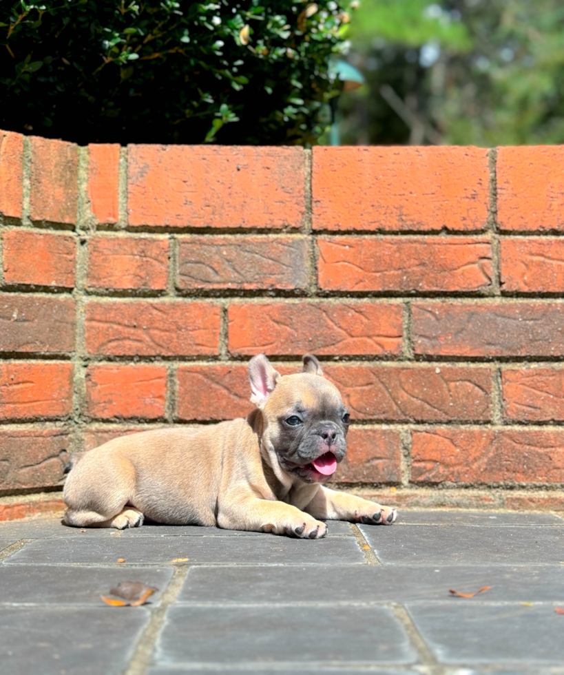 French Bulldog Pup Being Cute