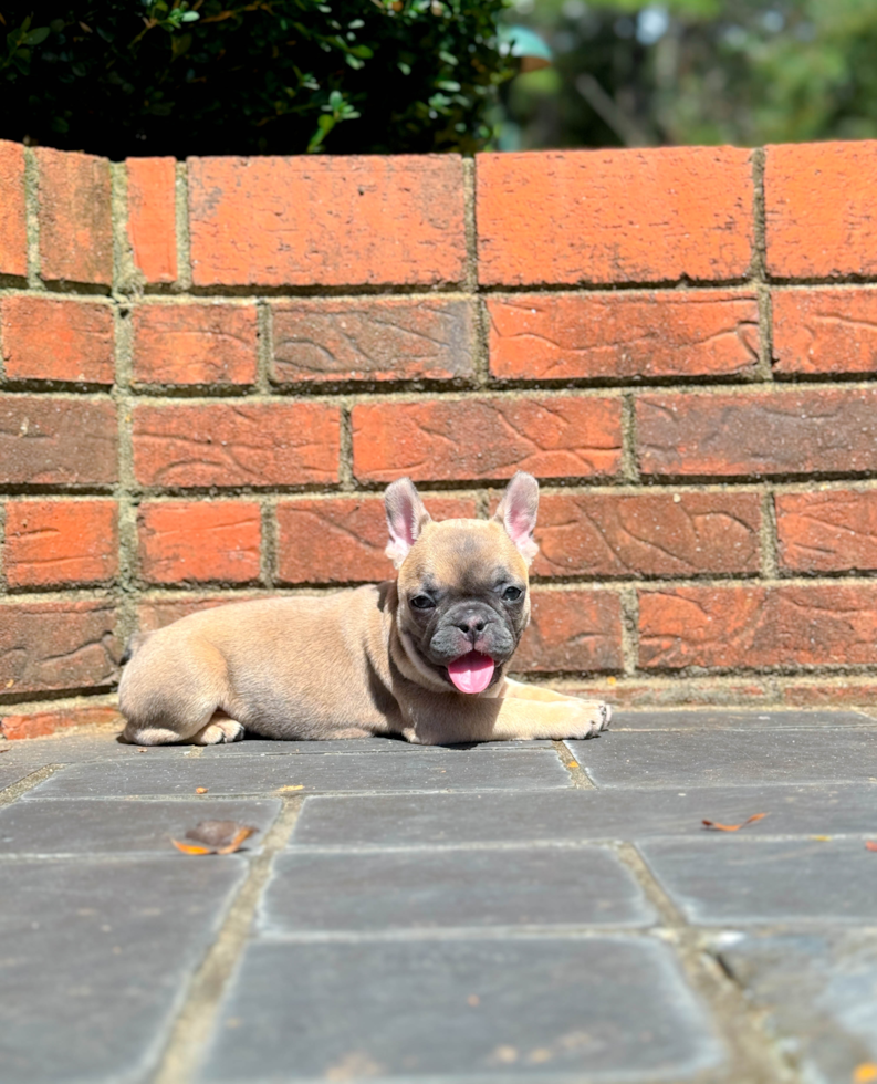 Cute French Bulldog Baby