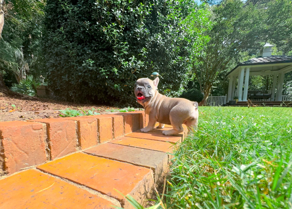 Cute French Bulldog Purebred Pup