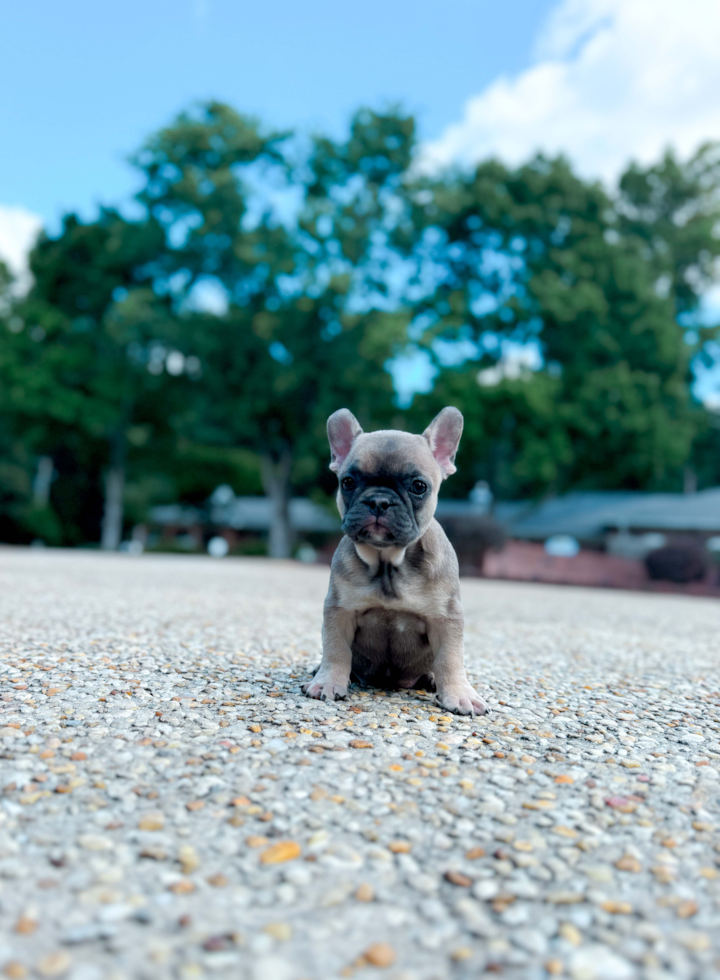 Cute French Bulldog Baby