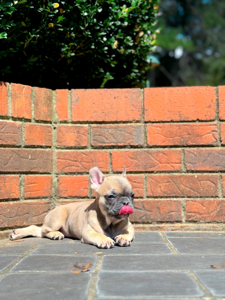 Cute Frenchie Purebred Puppy