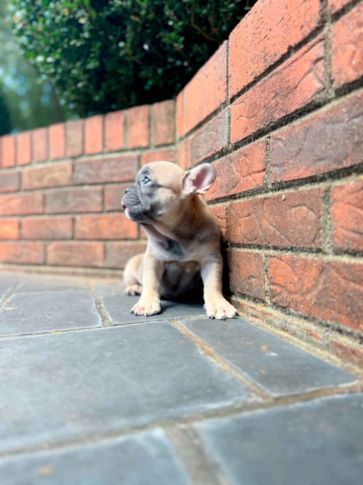 French Bulldog Pup Being Cute