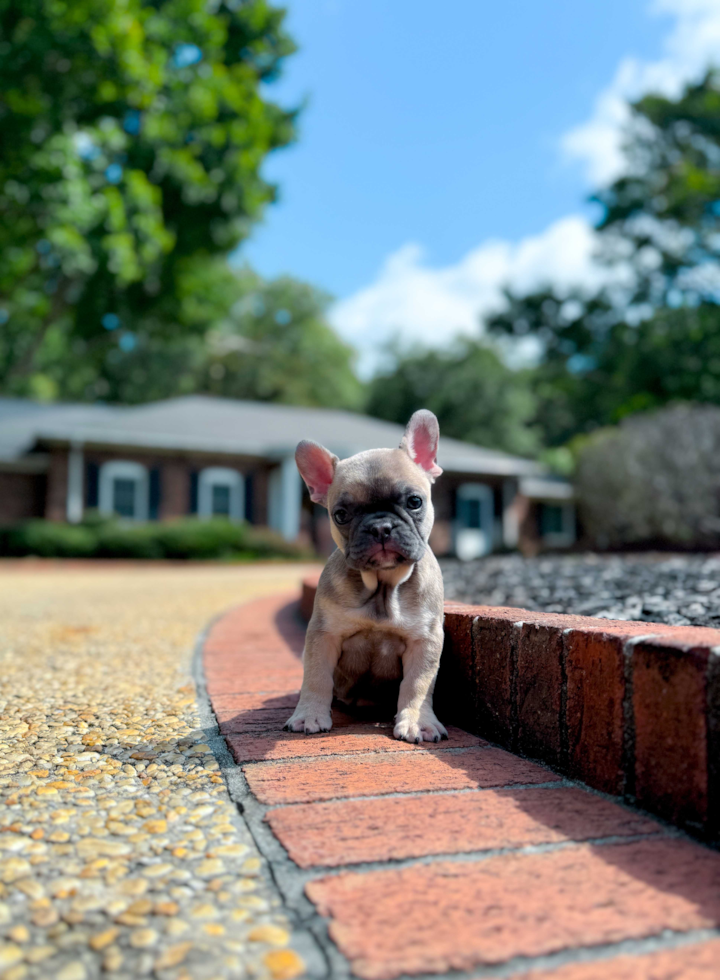 Cute Frenchie Purebred Puppy