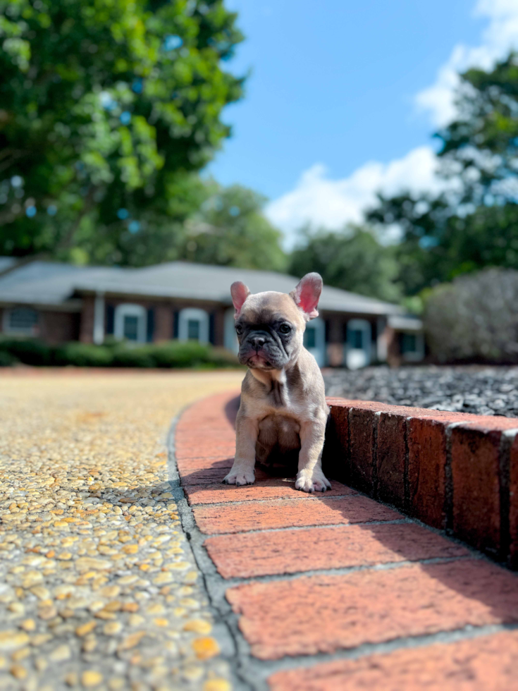 French Bulldog Pup Being Cute