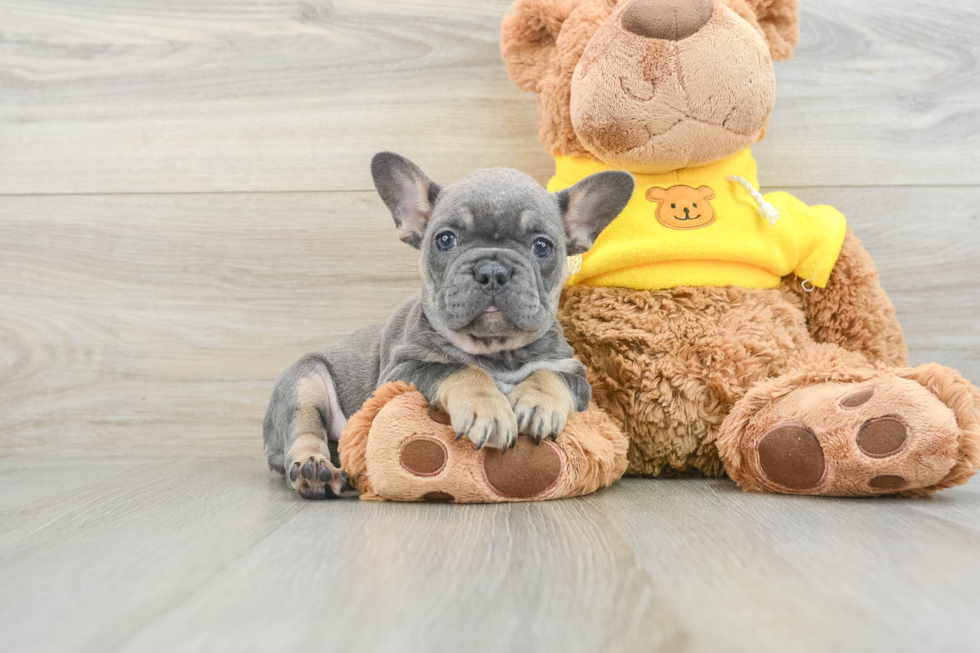 Small French Bulldog Baby