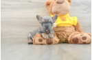 Best French Bulldog Baby