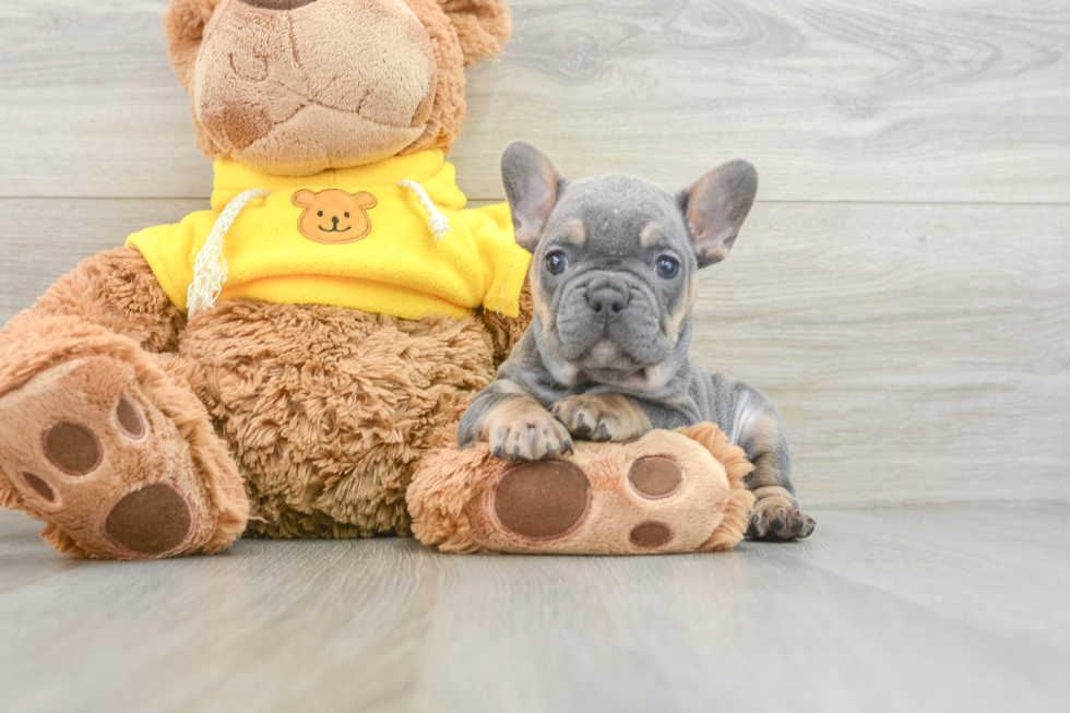 French Bulldog Pup Being Cute