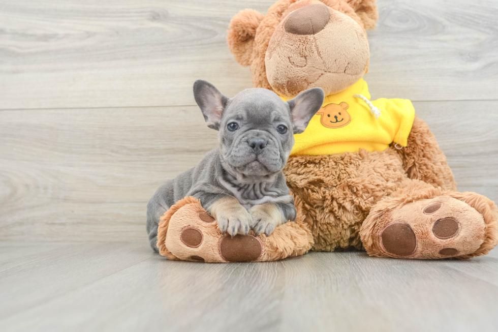 Cute Frenchie Purebred Puppy