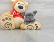9 week old French Bulldog Puppy For Sale - Simply Southern Pups