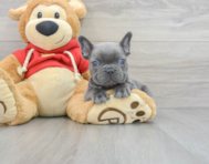 9 week old French Bulldog Puppy For Sale - Simply Southern Pups