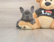6 week old French Bulldog Puppy For Sale - Simply Southern Pups
