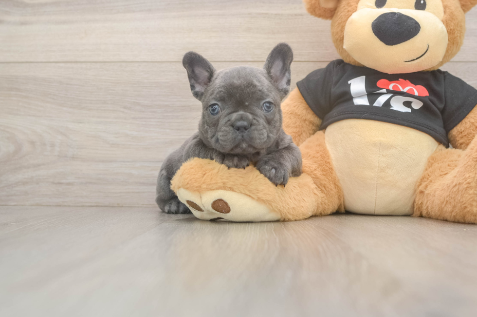 7 week old French Bulldog Puppy For Sale - Simply Southern Pups