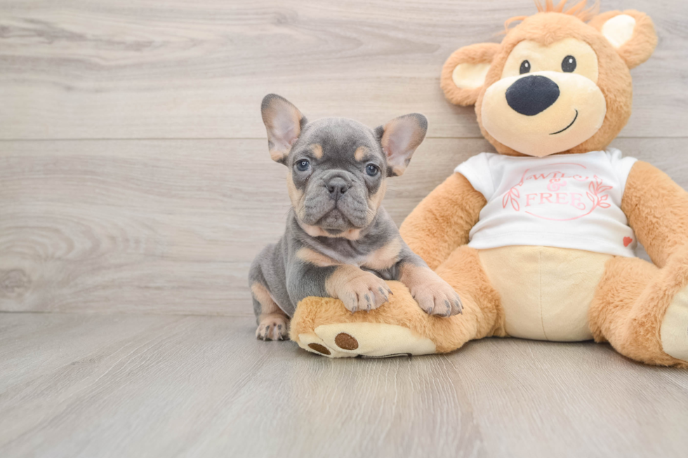 French Bulldog Puppy for Adoption