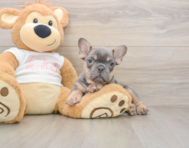 7 week old French Bulldog Puppy For Sale - Simply Southern Pups