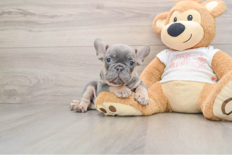 French Bulldog Puppy for Adoption