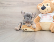 7 week old French Bulldog Puppy For Sale - Simply Southern Pups