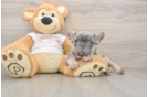 Little French Bulldog Purebred Pup